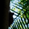 Letucha malajska - Galeopterus variegatus - Sunda flying lemur o4619